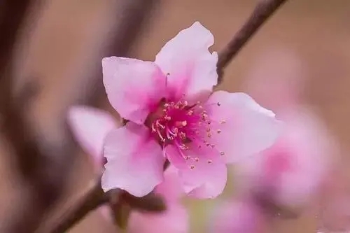 本命桃花含义